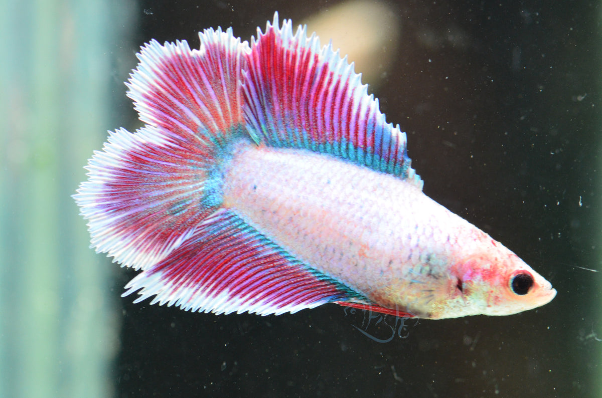 Iridescent Doubletail Female