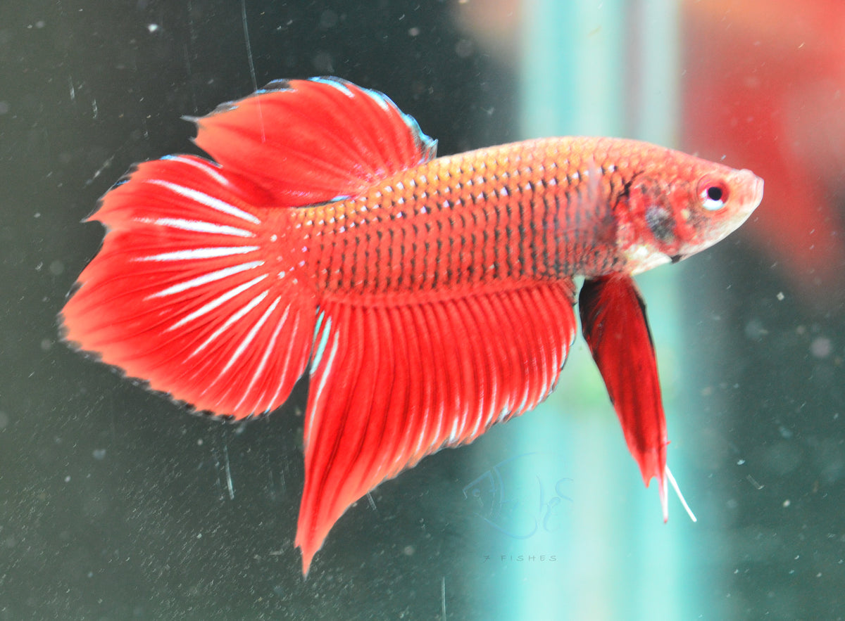 Red Splenden Male