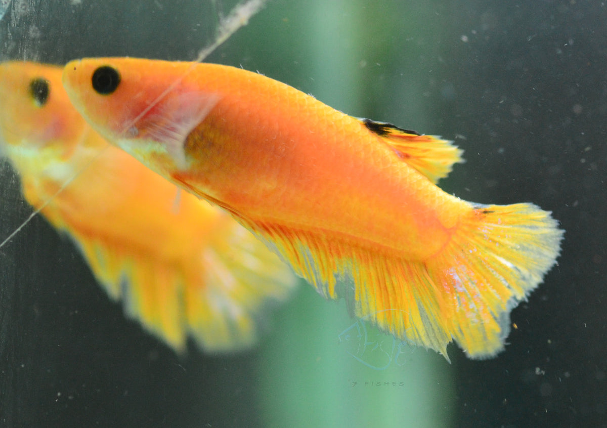 Yellow Hellboy HMPK Female