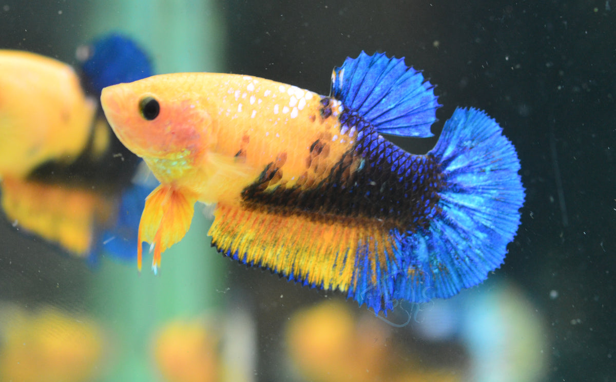 Yellow Hellboy HMPK Female