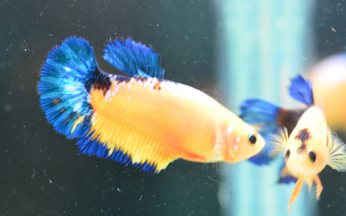 Yellow Hellboy HMPK Female