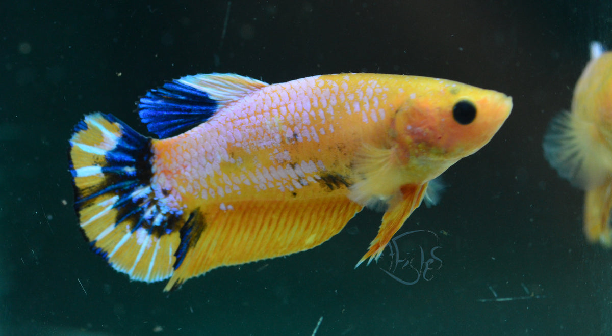 Yellow Hellboy HMPK Female