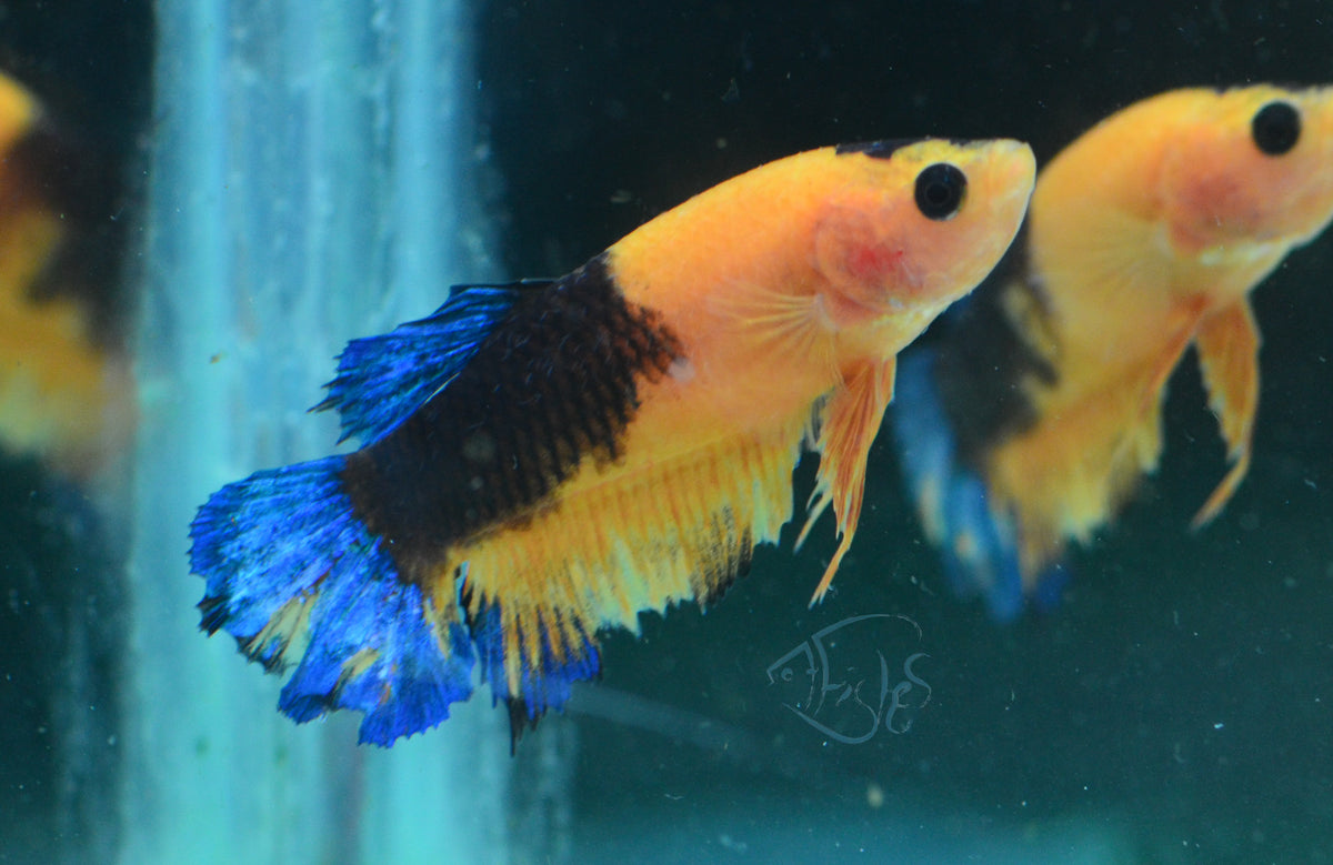 Yellow Hellboy HMPK Female