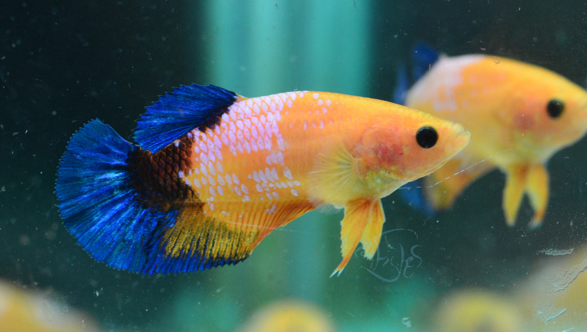 Yellow Hellboy HMPK Female