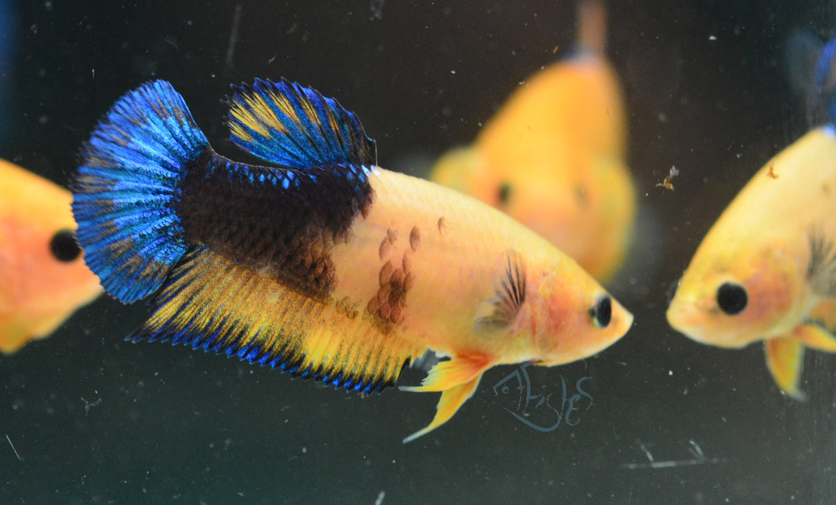 Yellow Hellboy HMPK Female