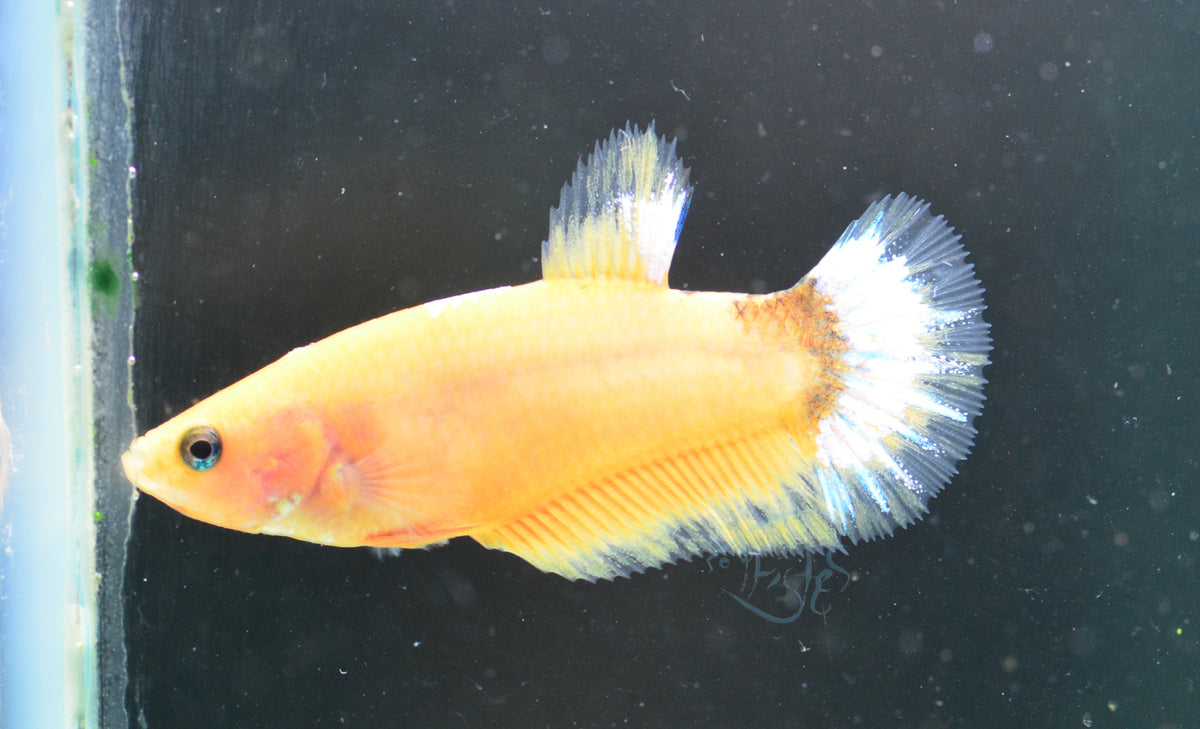 Yellow Hellboy HMPK Female