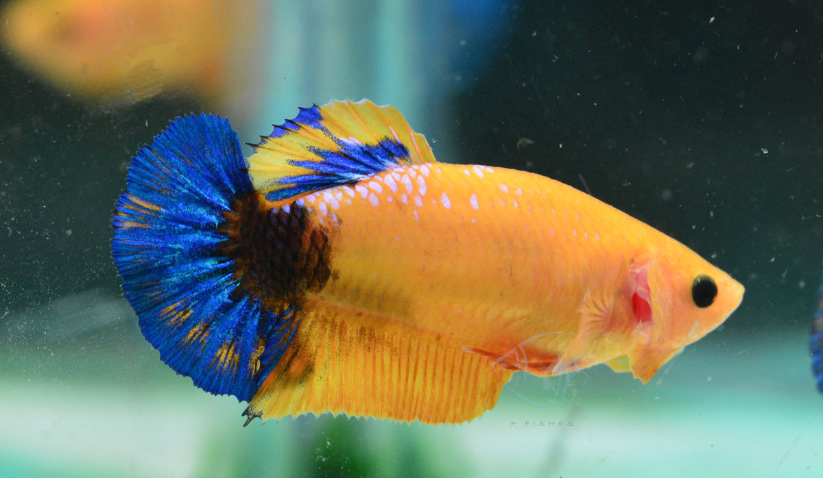 Yellow Hellboy HMPK Female