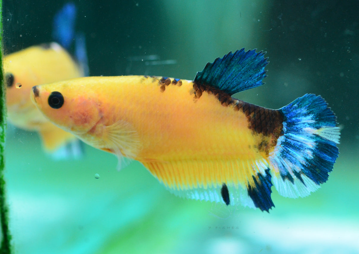 Yellow Hellboy HMPK Female