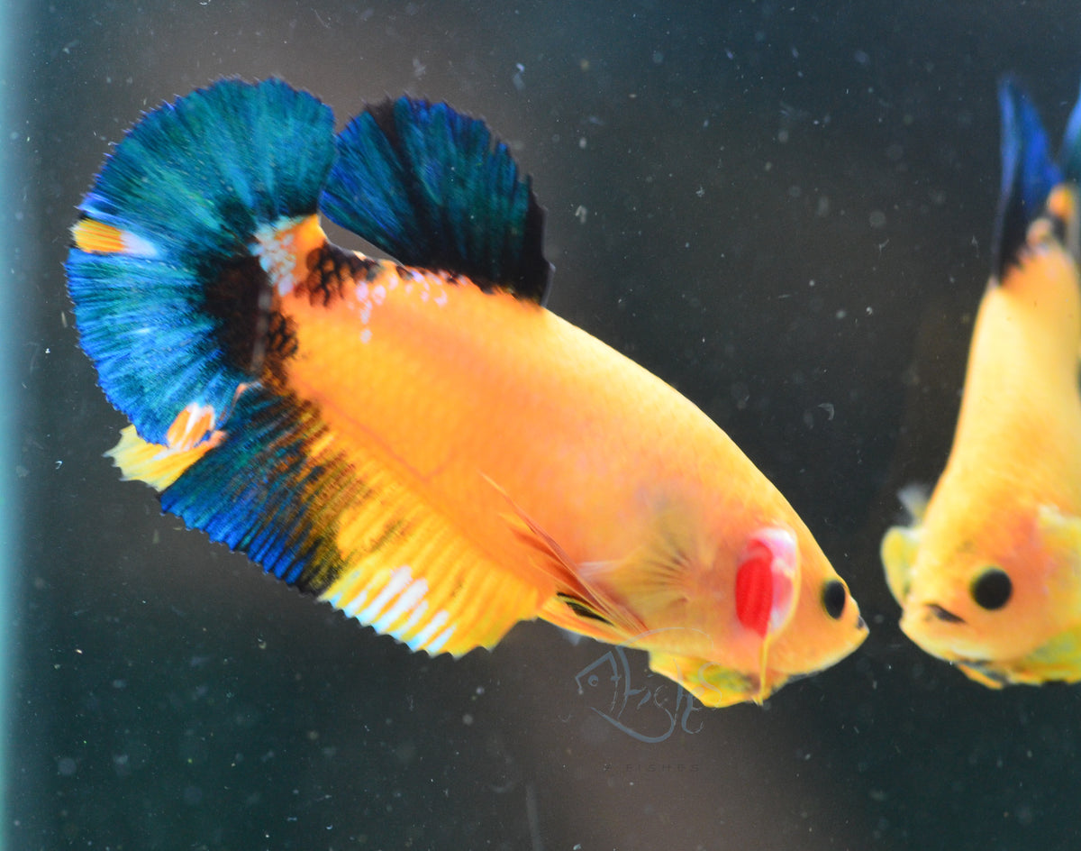 Yellow Hellboy HMPK Female