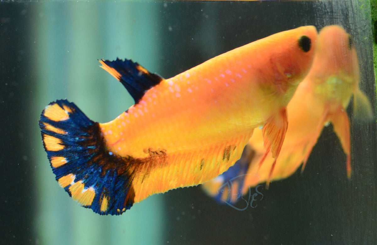 Yellow Hellboy HMPK Female