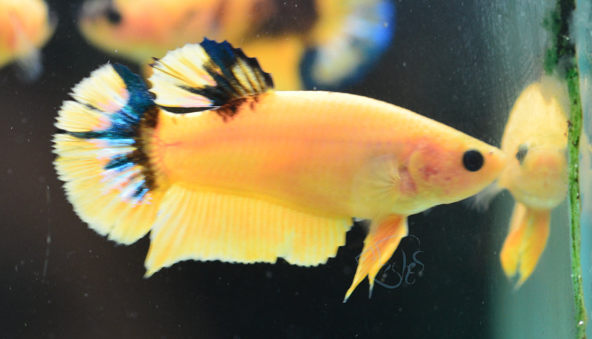 Yellow Hellboy HMPK Female