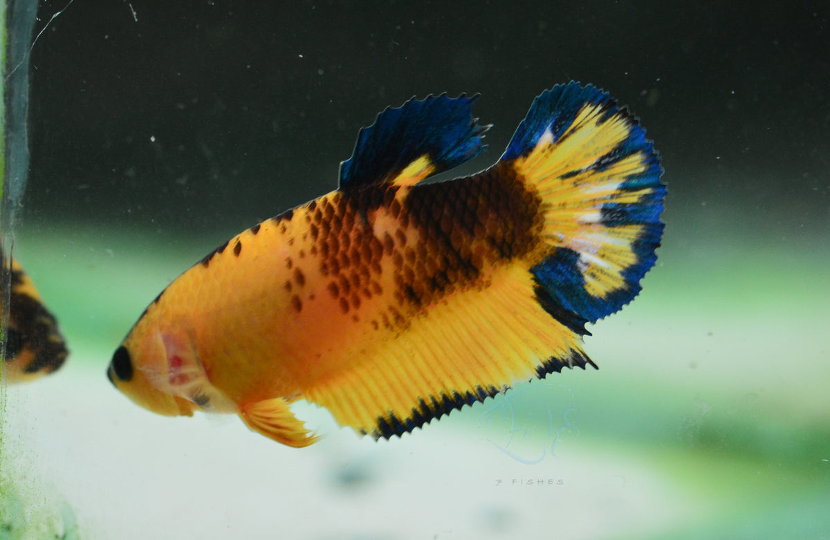 Yellow Hellboy HMPK Female