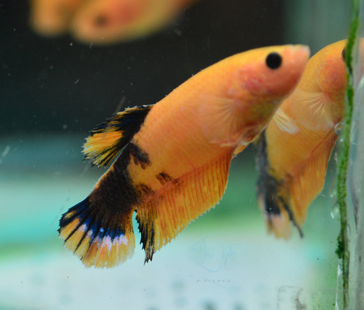 Yellow Hellboy HMPK Female