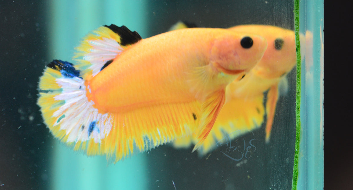 Yellow Hellboy HMPK Female