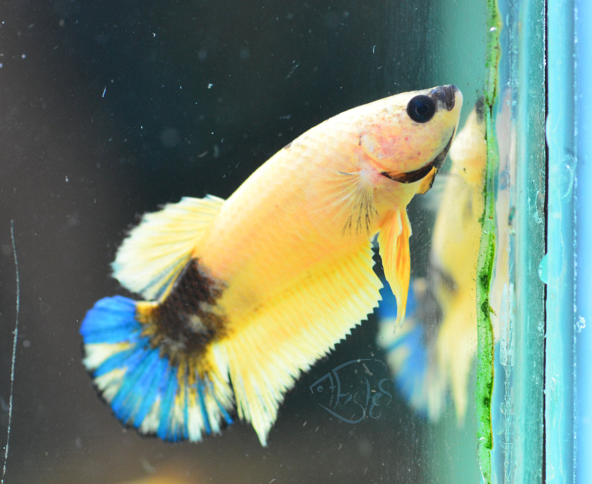 Yellow Hellboy HMPK Female