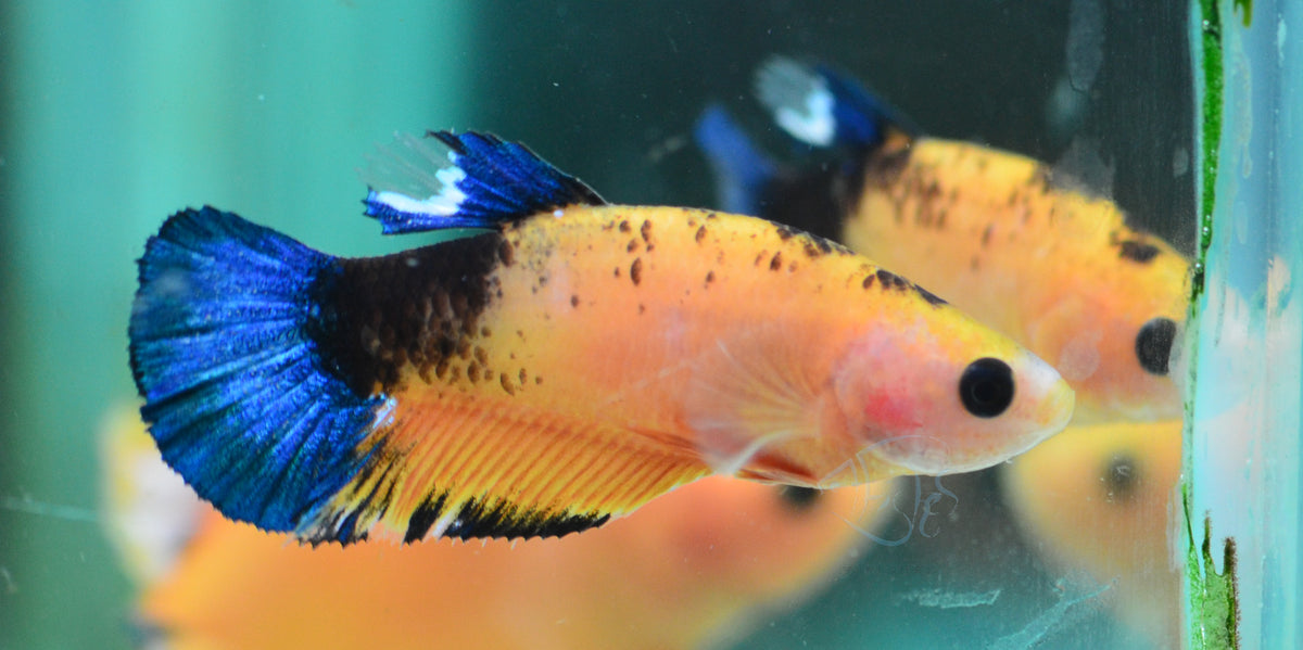 Yellow Hellboy HMPK Female