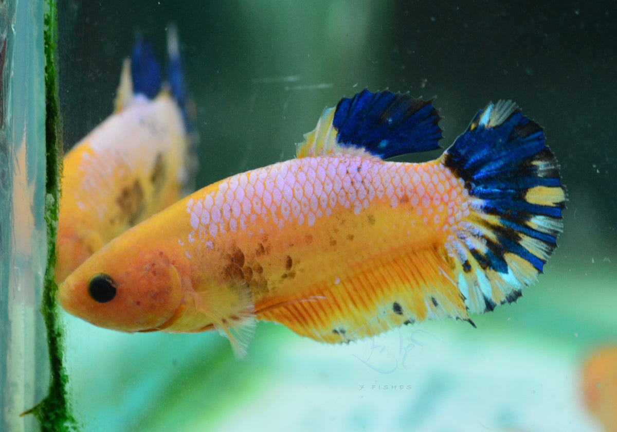Yellow Hellboy HMPK Female