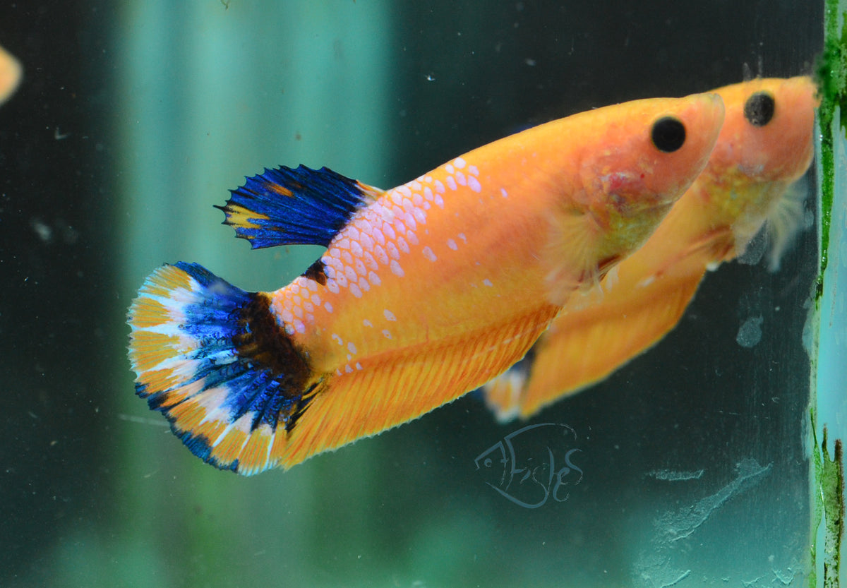 Yellow Hellboy HMPK Female