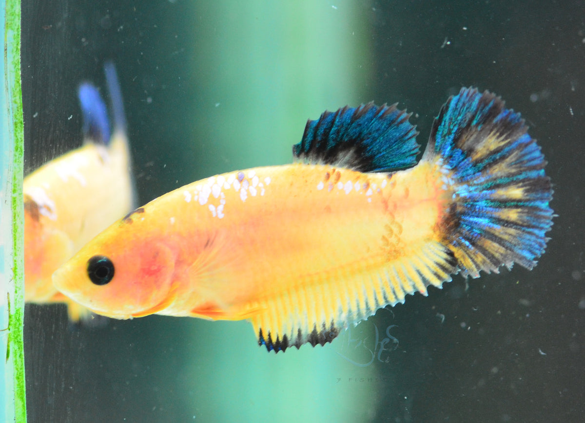 Yellow Hellboy HMPK Female