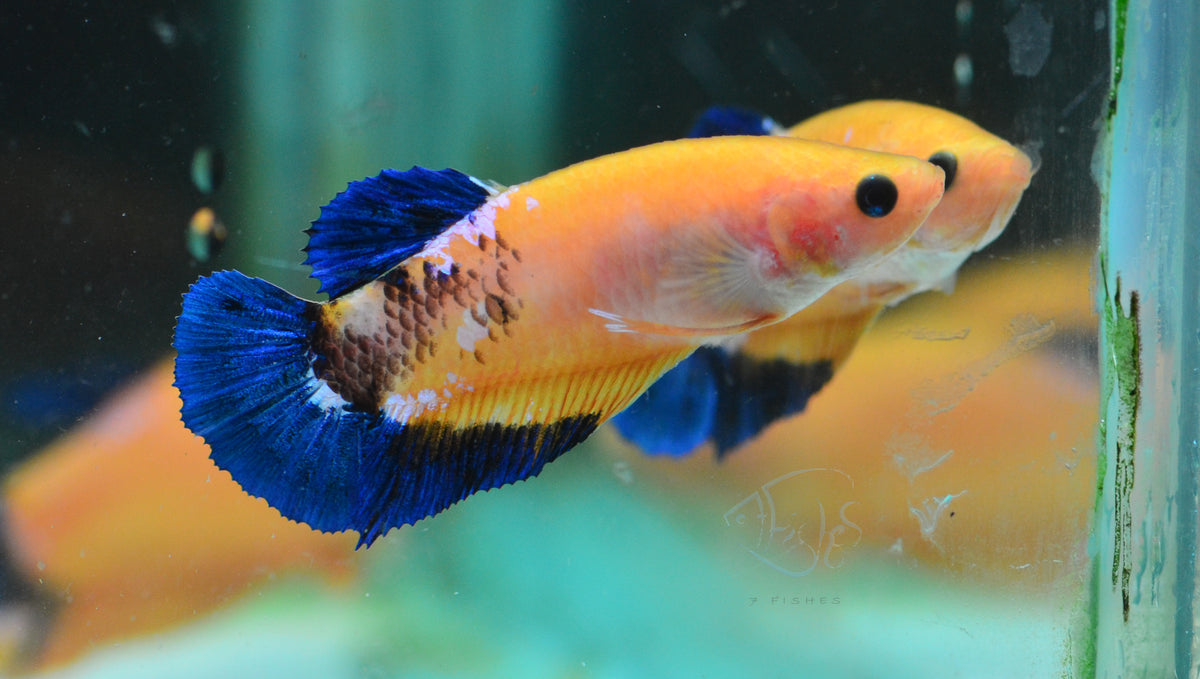 Yellow Hellboy HMPK Female