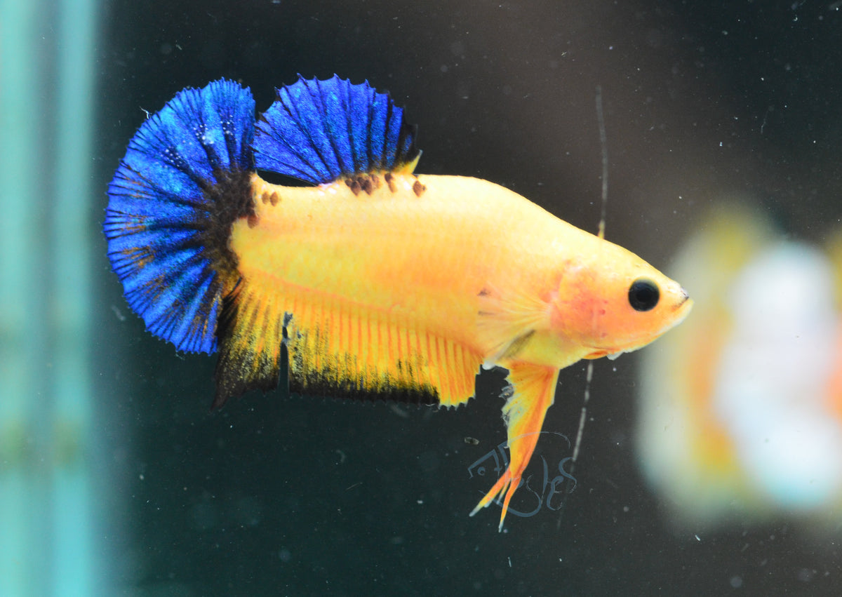 Yellow Hellboy HMPK Female