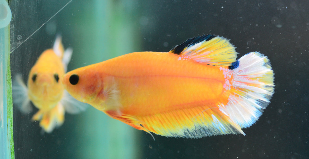 Yellow Hellboy HMPK Female