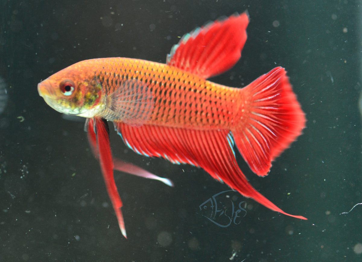 Red Splenden Male