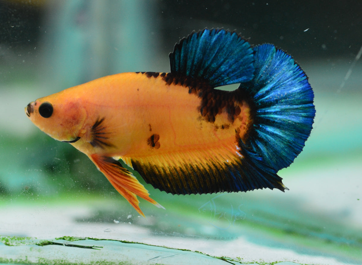 Yellow Hellboy HMPK Female