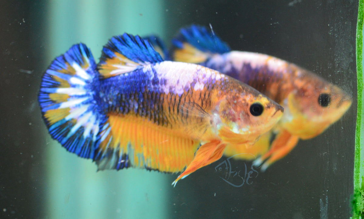 Yellow Hellboy HMPK Female