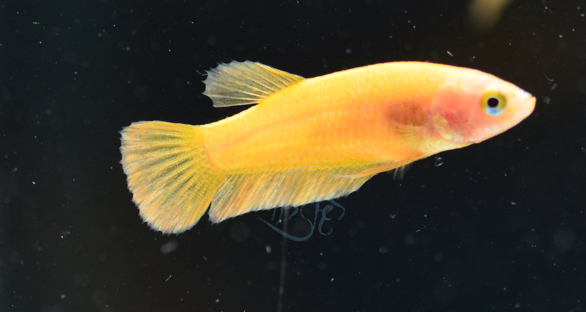 Yellow HMPK Female