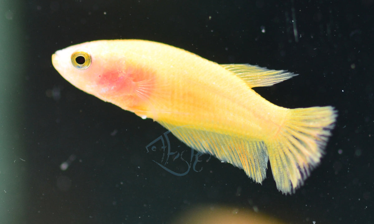 Yellow HMPK Female