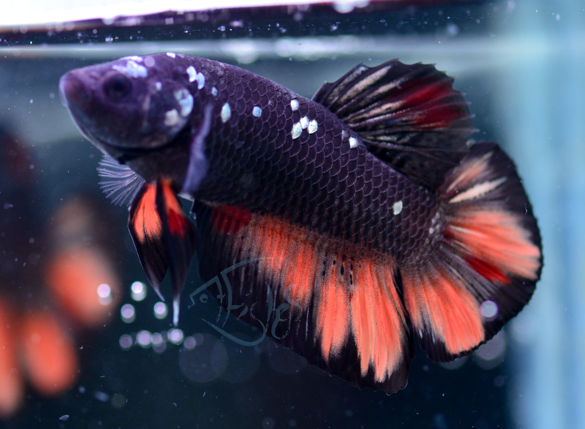 Black Nemo HMPK Male