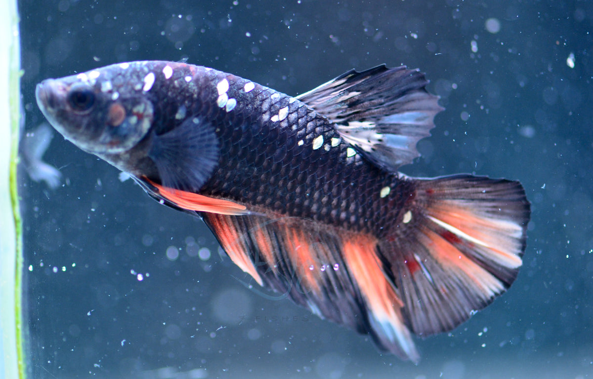 Black Nemo HMPK Male
