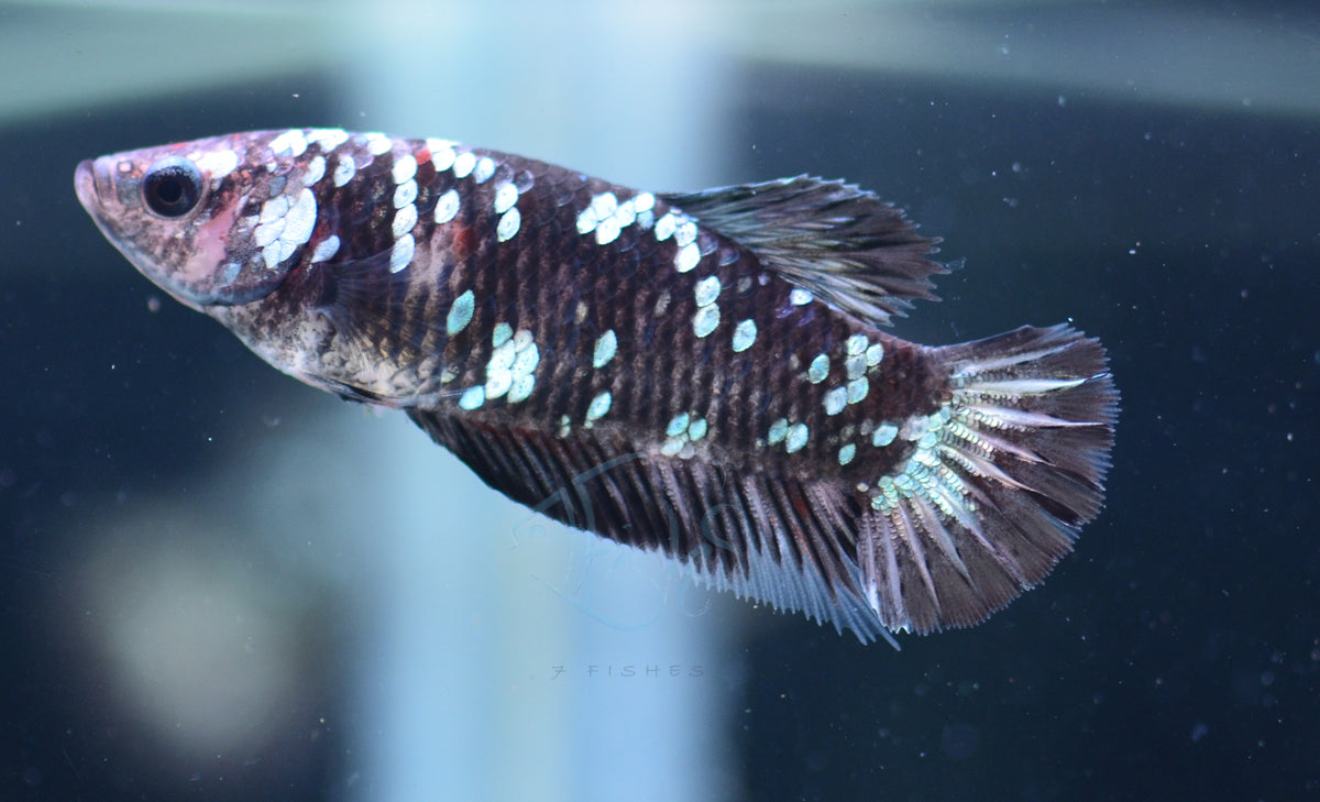 Black Galaxy HMPK Female