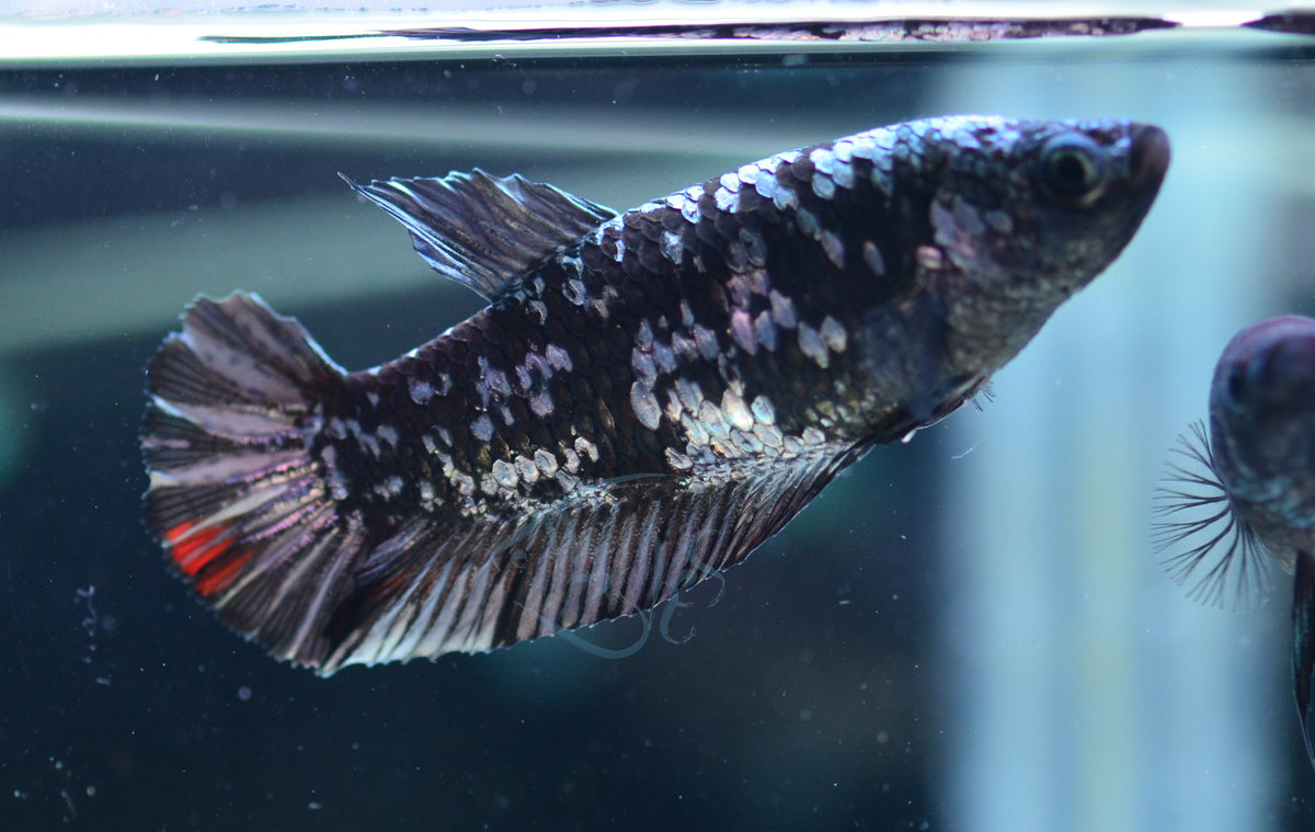 Black Galaxy HMPK Female