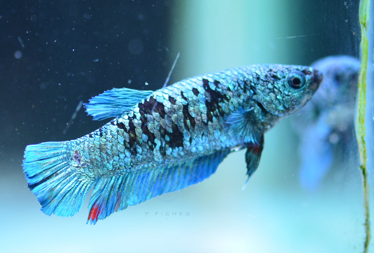 Turquoise Fancy HMPK Female