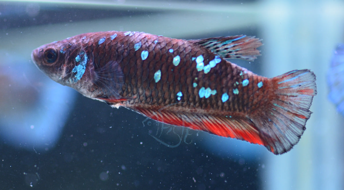 Black Galaxy HMPK Female