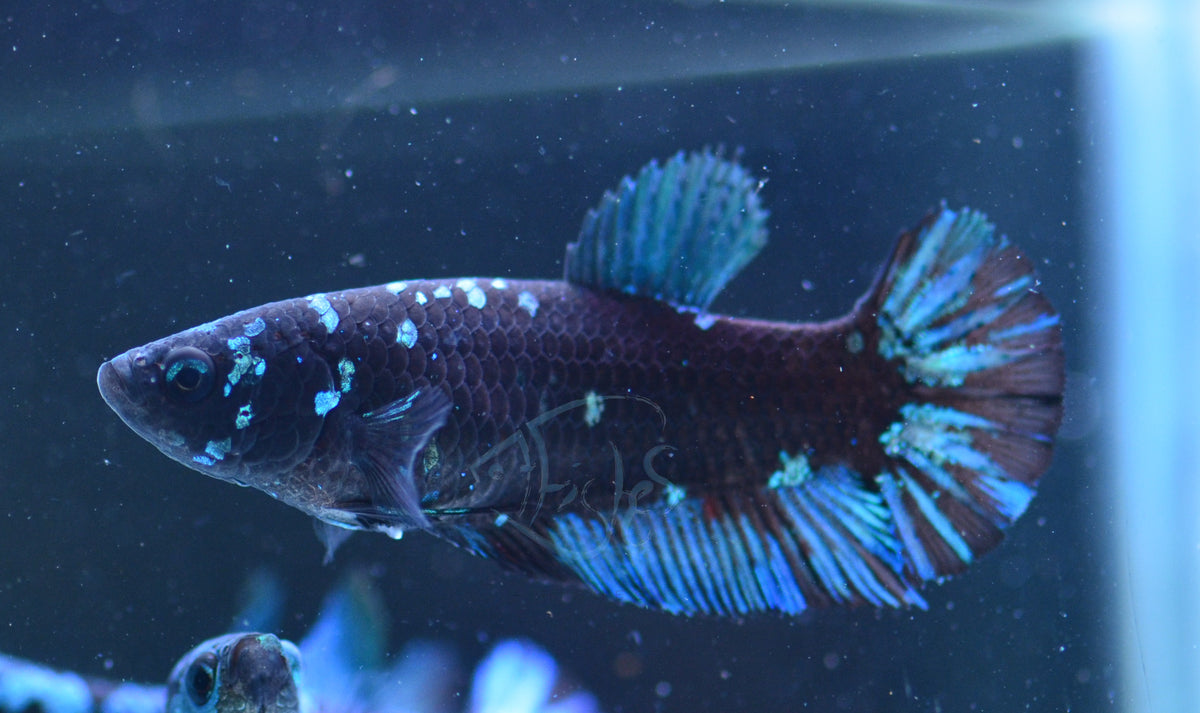 Black Galaxy HMPK Female