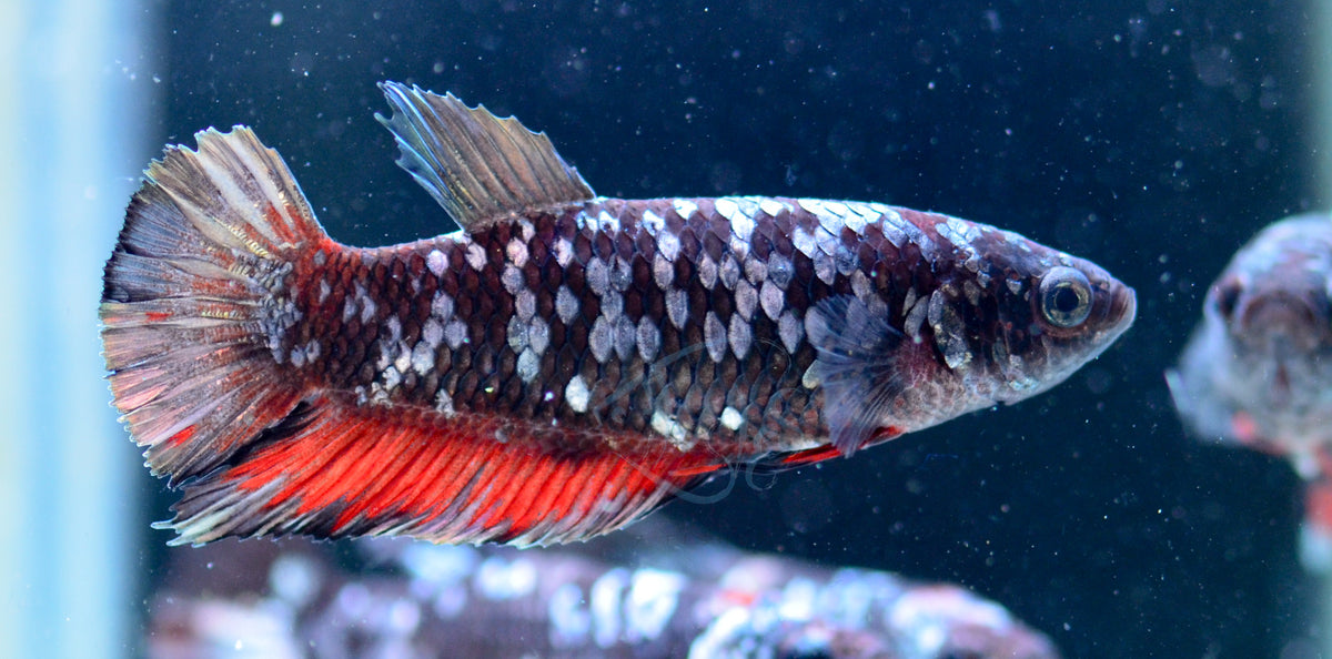 Black Galaxy HMPK Female