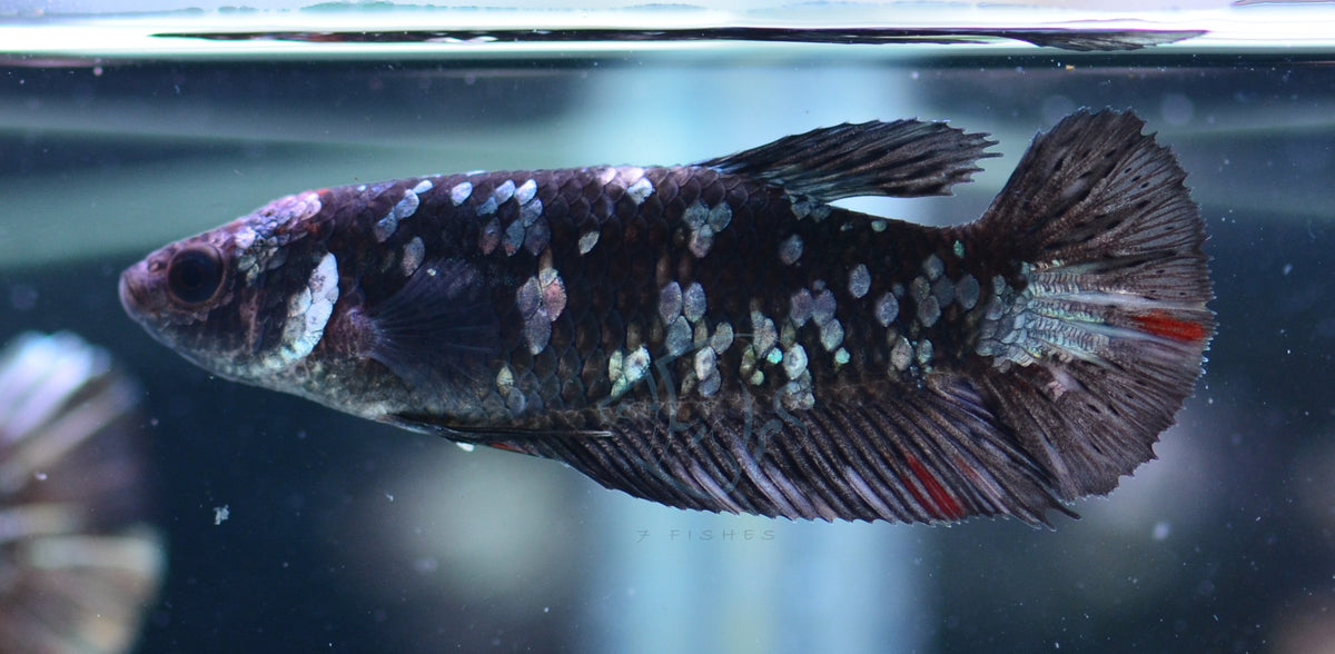 Black Galaxy HMPK Female