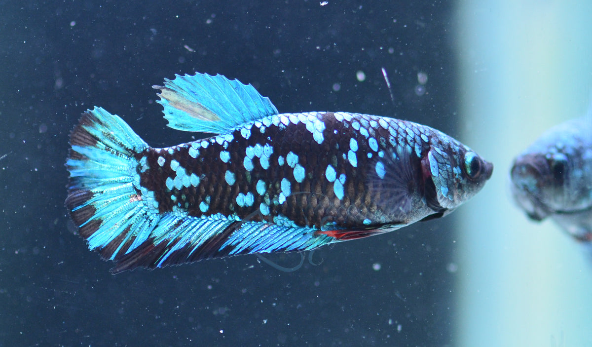 Black Galaxy HMPK Female