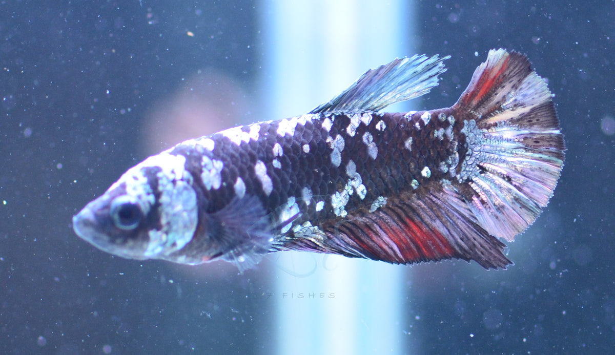 Black Galaxy HMPK Female