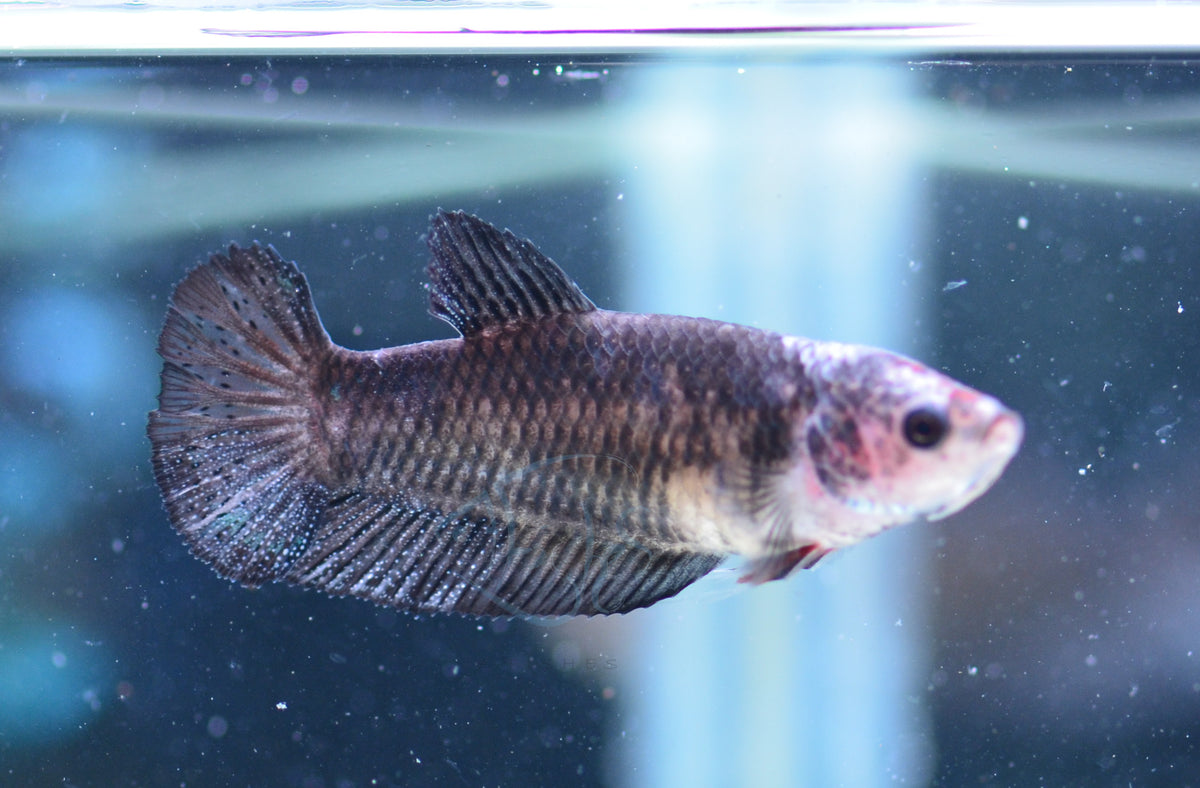 Black Marble HMPK Female