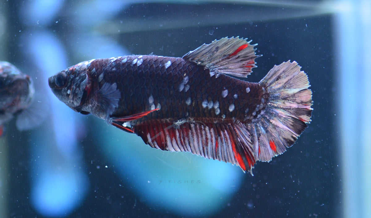 Black Galaxy HMPK Female