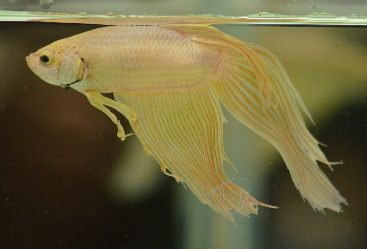 Yellow Gold Veiltail Male