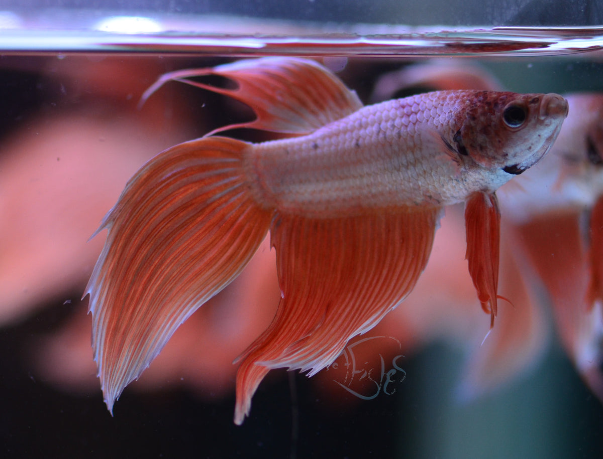 Metallic Orange Veiltail Male