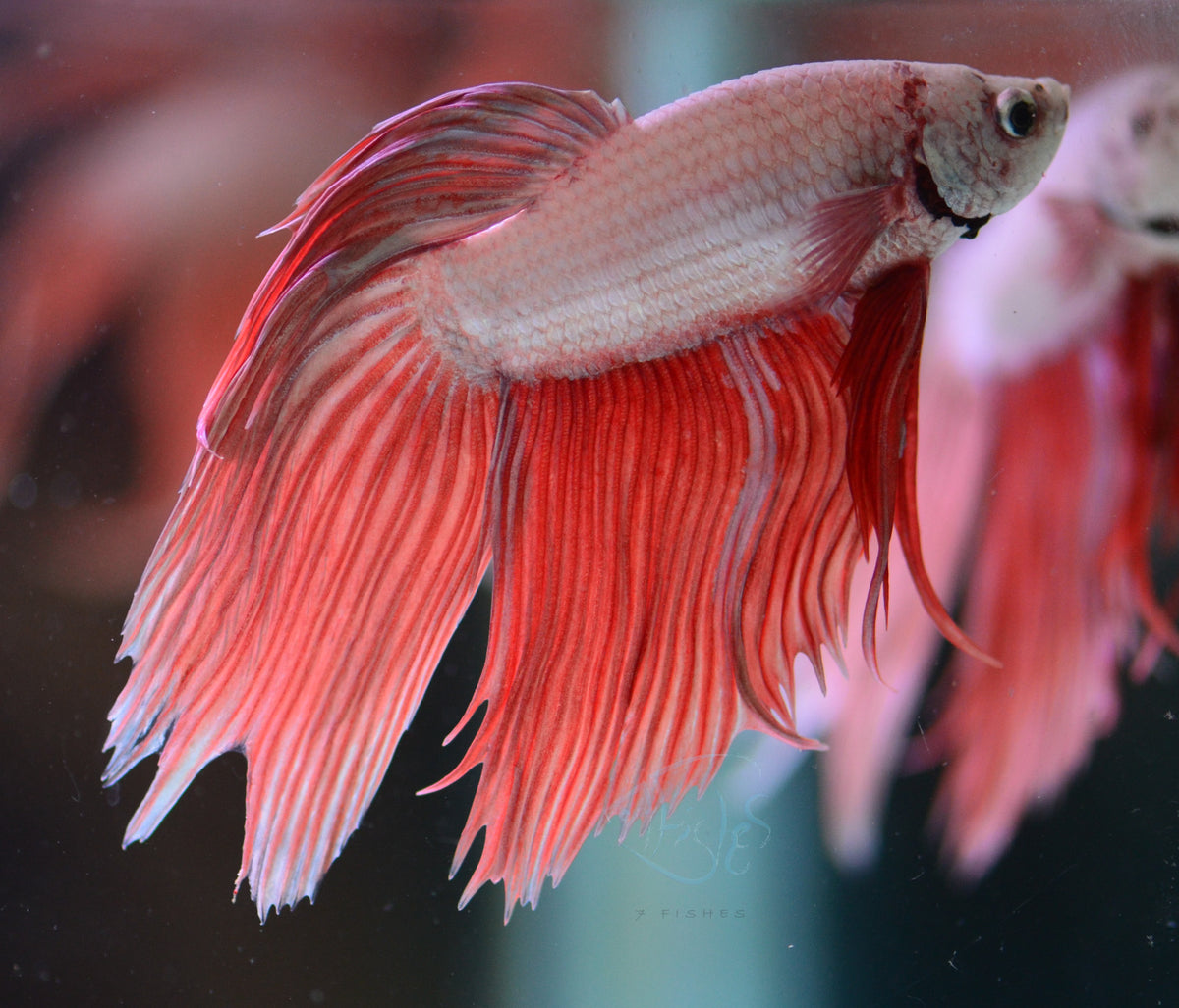 Metallic Orange Veiltail Male