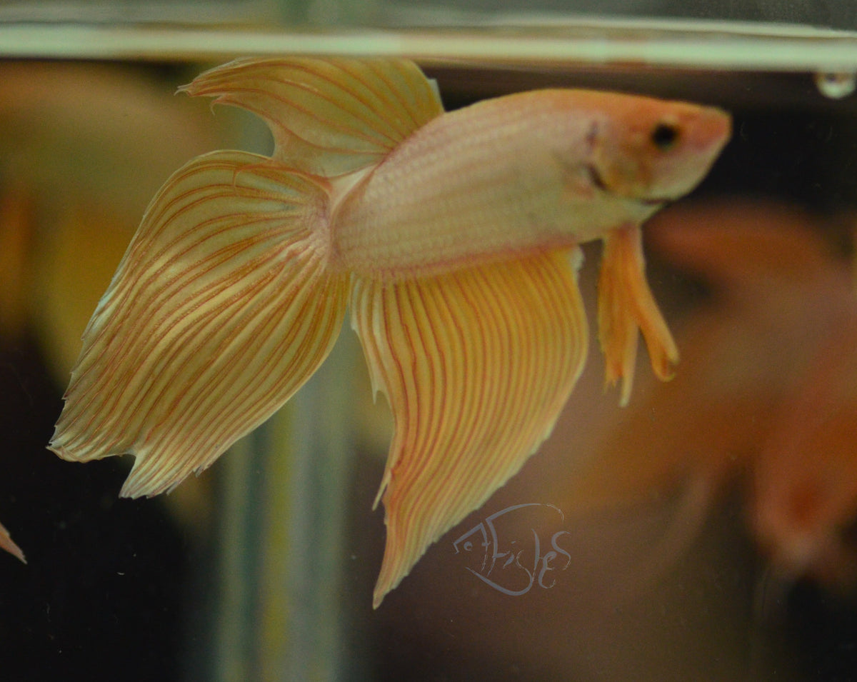 Yellow Gold Veiltail Male