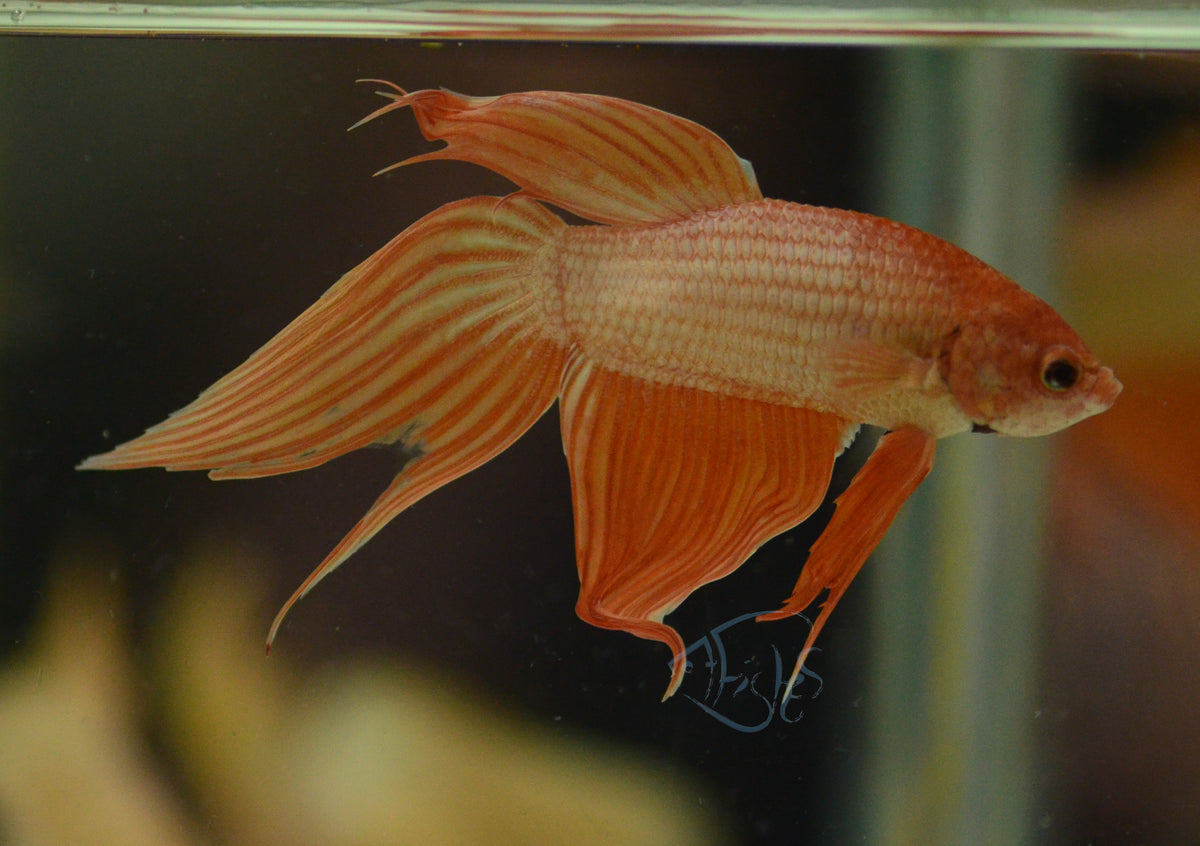 Metallic Orange Veiltail Male