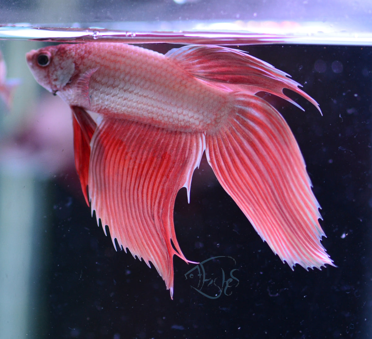 Metallic Orange Veiltail Male